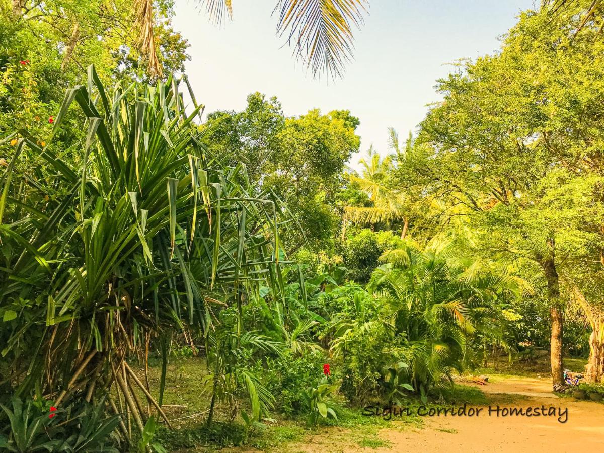 Sigiri Corridor Home Stay Sigiriya Exterior photo